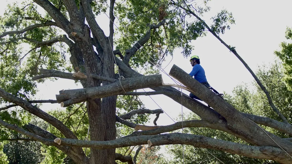 Professional Crown Thinning performed by certified arborists in Singers Glen