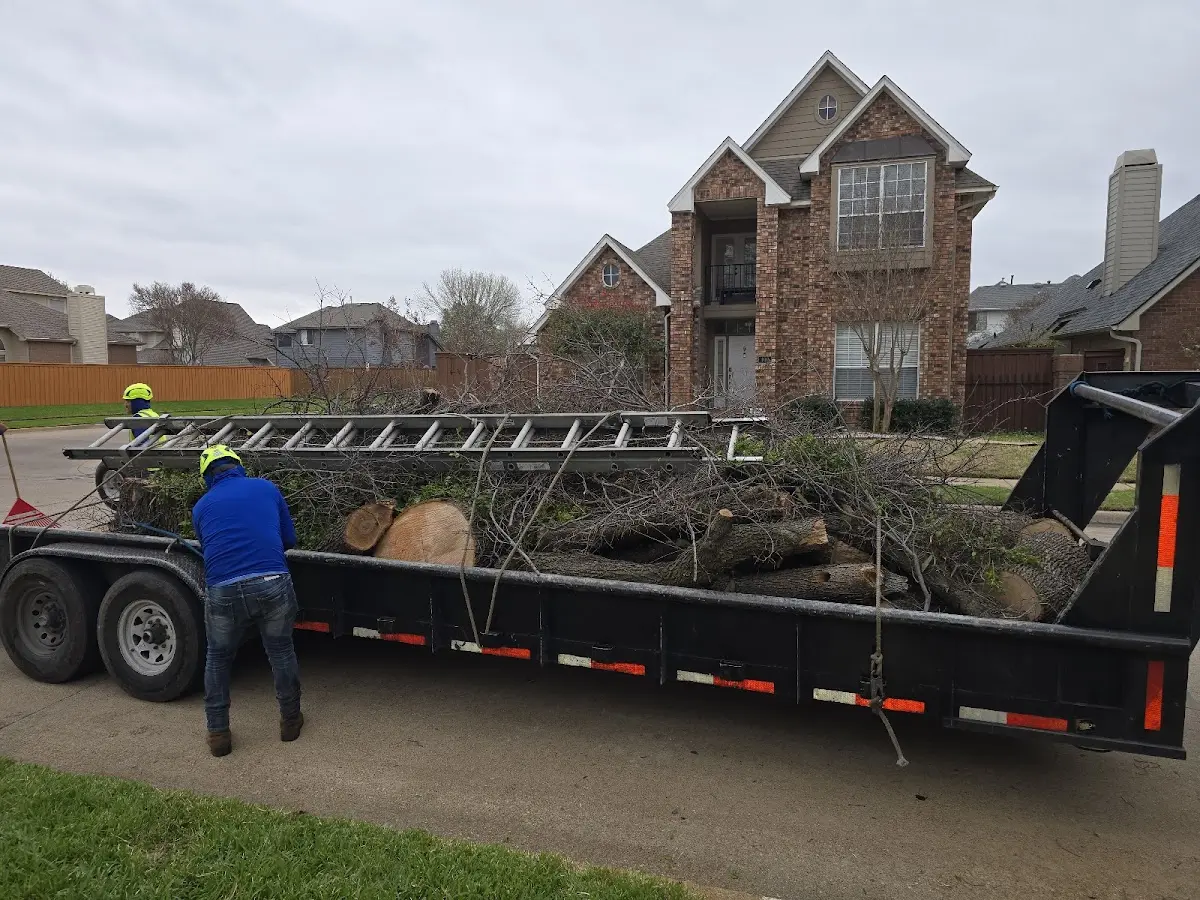 Expert Tree Pest Control with proper safety equipment in Singers Glen